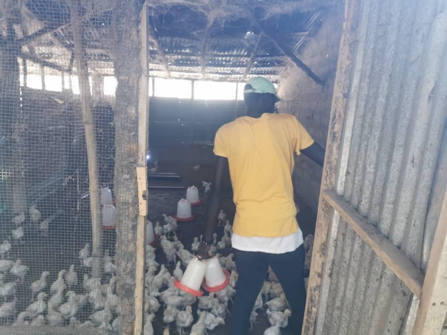 Essa Sanneh*, one of the migrant returnees supported by IOM to start a poultry business, attending to his chicks. 